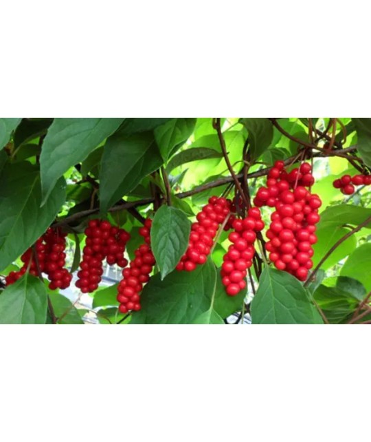 Découverte de l'Omija : La Baie aux Cinq Saveurs